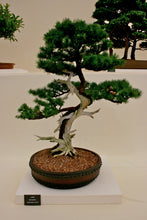 Load image into Gallery viewer, Japanese Larch | Small Tree Seedling | The Jonsteen Company