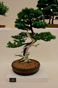 Japanese Larch | Medium Tree Seedling | The Jonsteen Company