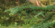 Load image into Gallery viewer, Japanese Larch | Medium Tree Seedling | The Jonsteen Company