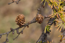 Load image into Gallery viewer, Japanese Larch | Medium Tree Seedling | The Jonsteen Company