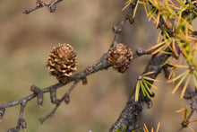 Load image into Gallery viewer, Japanese Larch | Lot of 30 Tree Seedlings | The Jonsteen Company