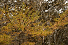 Load image into Gallery viewer, Japanese Larch | Lot of 30 Tree Seedlings | The Jonsteen Company