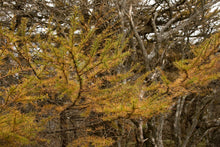 Load image into Gallery viewer, Japanese Larch | Medium Tree Seedling | The Jonsteen Company