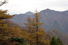 Load image into Gallery viewer, Japanese Larch | Medium Tree Seedling | The Jonsteen Company