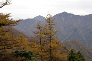 Japanese Larch | Small Tree Seedling | The Jonsteen Company
