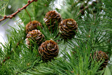 Load image into Gallery viewer, Japanese Larch | Medium Tree Seedling | The Jonsteen Company