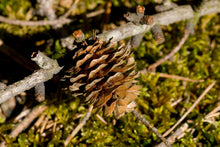 Load image into Gallery viewer, Japanese Larch | Small Tree Seedling | The Jonsteen Company