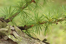Load image into Gallery viewer, Japanese Larch | Medium Tree Seedling | The Jonsteen Company