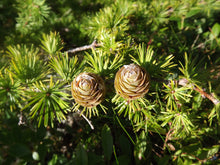 Load image into Gallery viewer, Japanese Larch | Medium Tree Seedling | The Jonsteen Company