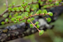 Load image into Gallery viewer, Japanese Larch | Medium Tree Seedling | The Jonsteen Company
