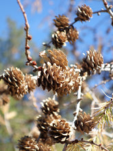 Load image into Gallery viewer, Japanese Larch | Small Tree Seedling | The Jonsteen Company