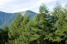 Load image into Gallery viewer, Japanese Larch | Medium Tree Seedling | The Jonsteen Company