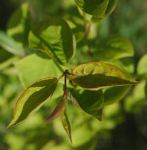 Load image into Gallery viewer, Japanese Tree Lilac | Small Tree Seedling | The Jonsteen Company