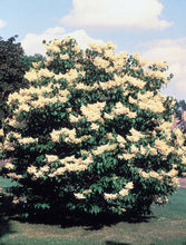 Load image into Gallery viewer, Japanese Tree Lilac | Medium Tree Seedling | The Jonsteen Company