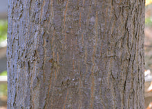 Load image into Gallery viewer, Japanese Maple | Medium Tree Seedling | The Jonsteen Company