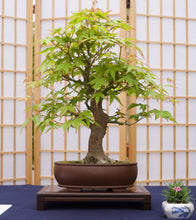 Load image into Gallery viewer, Japanese Maple | Medium Tree Seedling | The Jonsteen Company