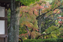 Load image into Gallery viewer, Japanese Maple | Small Tree Seedling | The Jonsteen Company