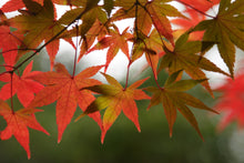 Load image into Gallery viewer, Japanese Maple | Small Tree Seedling | The Jonsteen Company