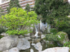 Arbor Day | Japanese Maple | The Jonsteen Company