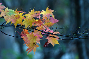 Japanese Maple | Small Tree Seedling | The Jonsteen Company