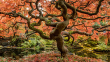 Load image into Gallery viewer, Japanese Maple | Medium Tree Seedling | The Jonsteen Company