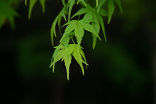 Load image into Gallery viewer, Japanese Maple | Medium Tree Seedling | The Jonsteen Company