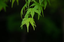 Load image into Gallery viewer, Japanese Maple | Small Tree Seedling | The Jonsteen Company