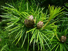 Load image into Gallery viewer, Japanese Umbrella Pine | Small Tree Seedling | The Jonsteen Company