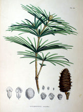 Load image into Gallery viewer, Japanese Umbrella Pine | Small Tree Seedling | The Jonsteen Company