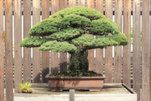 Load image into Gallery viewer, Japanese White Pine | Medium Tree Seedling | The Jonsteen Company