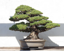 Load image into Gallery viewer, Japanese White Pine | Medium Tree Seedling | The Jonsteen Company
