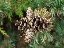 Load image into Gallery viewer, Japanese White Pine | Medium Tree Seedling | The Jonsteen Company