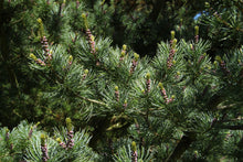 Load image into Gallery viewer, Japanese White Pine | Medium Tree Seedling | The Jonsteen Company