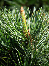 Load image into Gallery viewer, Japanese White Pine | Medium Tree Seedling | The Jonsteen Company
