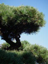 Load image into Gallery viewer, Japanese White Pine | Medium Tree Seedling | The Jonsteen Company