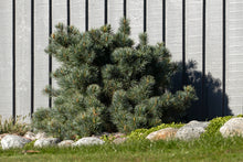 Load image into Gallery viewer, Japanese White Pine | Medium Tree Seedling | The Jonsteen Company