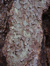 Load image into Gallery viewer, Jeffrey Pine | Medium Tree Seedling | The Jonsteen Company