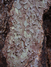 Load image into Gallery viewer, Jeffrey Pine | Small Tree Seedling | The Jonsteen Company