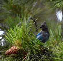 Load image into Gallery viewer, Jeffrey Pine | Small Tree Seedling | The Jonsteen Company