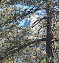 Load image into Gallery viewer, Jeffrey Pine | Small Tree Seedling | The Jonsteen Company