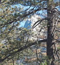 Load image into Gallery viewer, Jeffrey Pine | Medium Tree Seedling | The Jonsteen Company