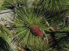 Load image into Gallery viewer, Jeffrey Pine | Small Tree Seedling | The Jonsteen Company