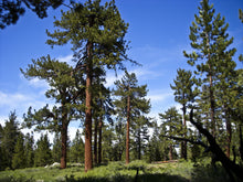 Load image into Gallery viewer, Jeffrey Pine | Small Tree Seedling | The Jonsteen Company