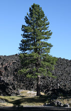 Load image into Gallery viewer, Jeffrey Pine | Small Tree Seedling | The Jonsteen Company