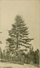 Load image into Gallery viewer, Jeffrey Pine | Small Tree Seedling | The Jonsteen Company