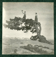 Load image into Gallery viewer, Jeffrey Pine | Medium Tree Seedling | The Jonsteen Company