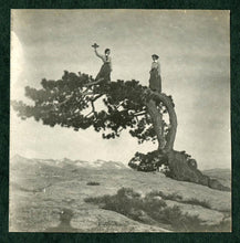 Load image into Gallery viewer, Jeffrey Pine | Small Tree Seedling | The Jonsteen Company