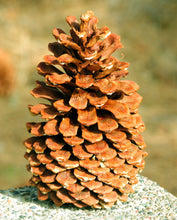 Load image into Gallery viewer, Jeffrey Pine | Small Tree Seedling | The Jonsteen Company