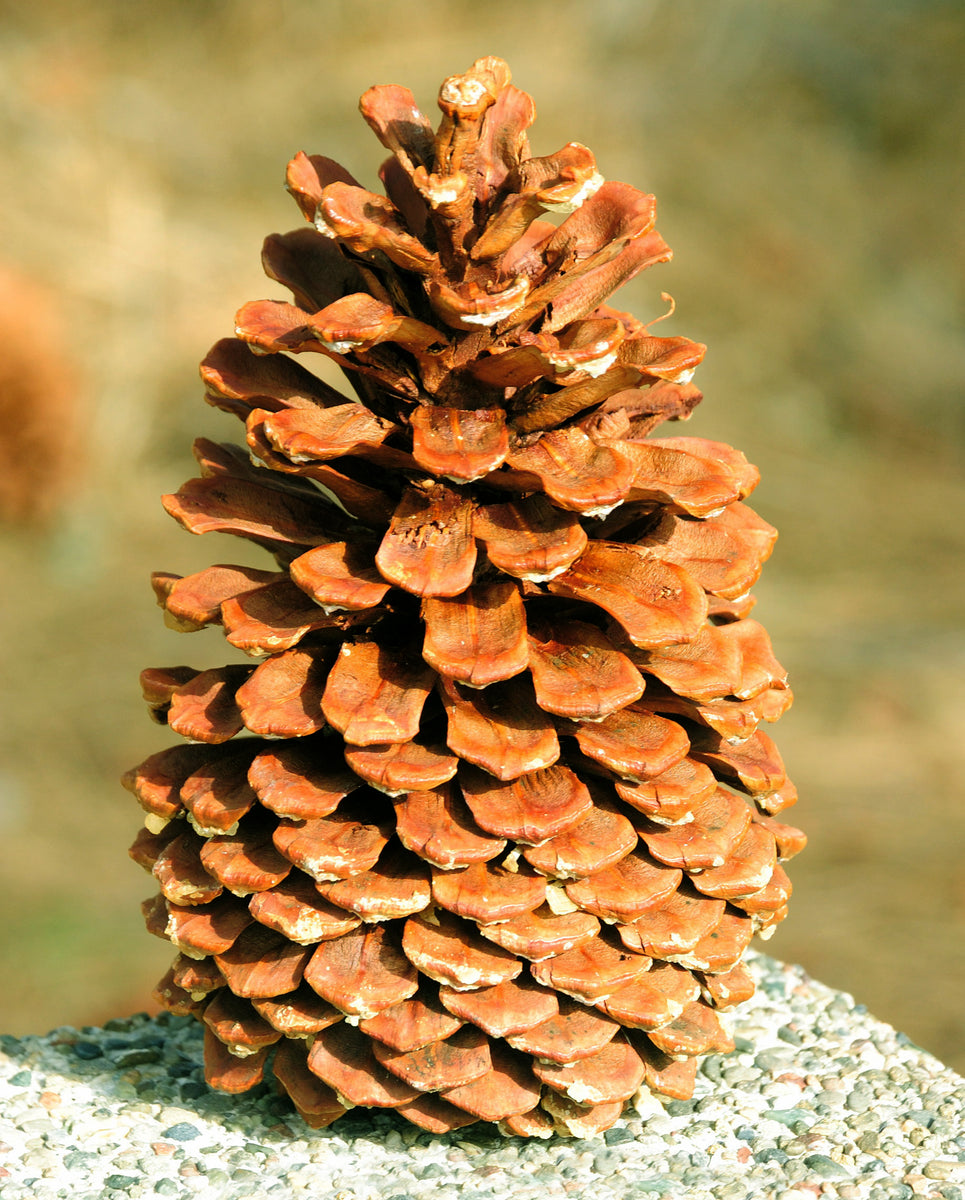 Jeffrey Large Pine Cones (PineCones)