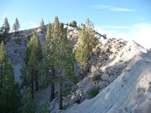 Load image into Gallery viewer, Jeffrey Pine | Small Tree Seedling | The Jonsteen Company